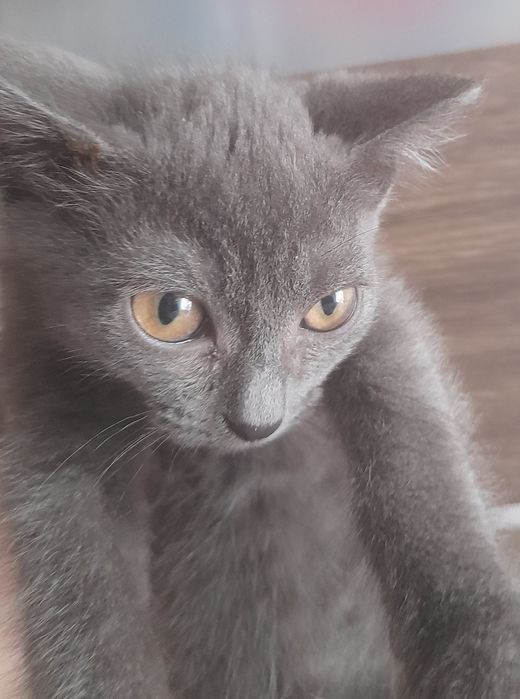 Котенок метис девочка