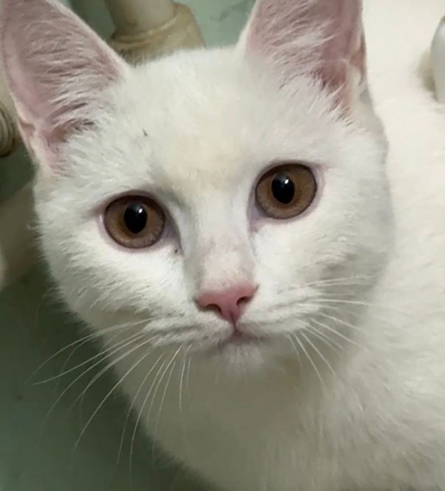 Белая кошка бесплатно