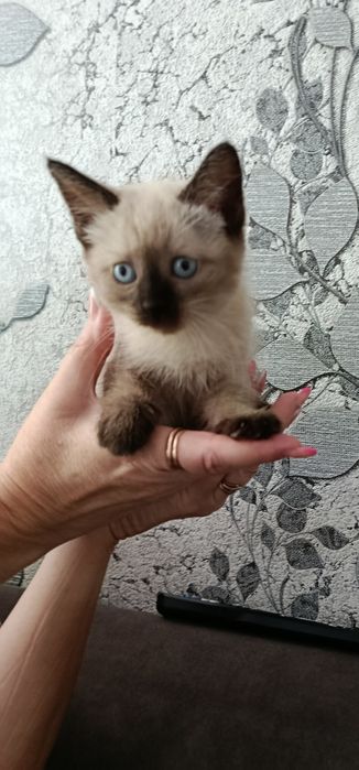 Продам котёнка Шиншила