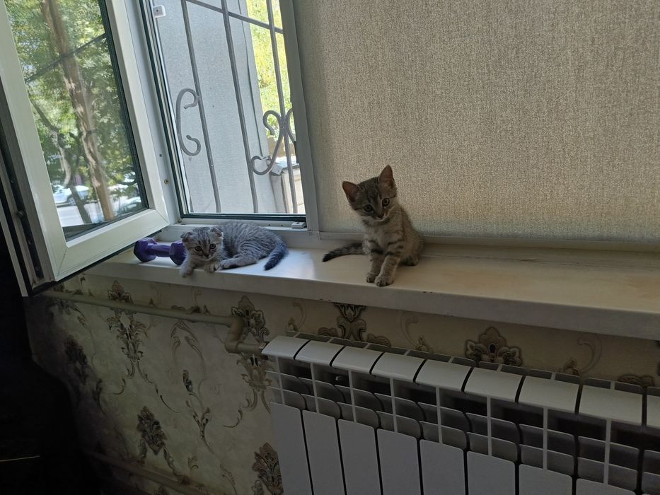 Котята 2 месячный