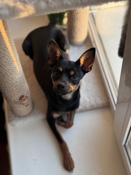 вязка кабеля тойчик