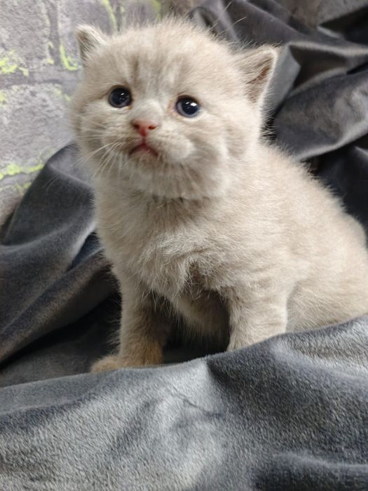 Продам шотландских котяток