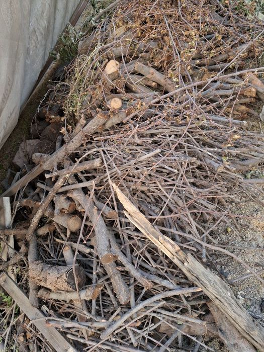 O'rik daraxtidan o'tin sotiladi