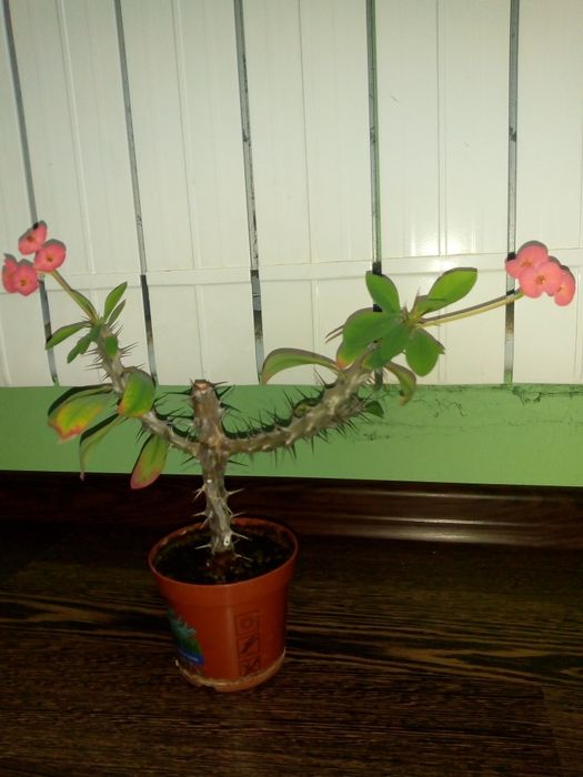 Красула  заедно с голяма нова керамична саксия,голям кротон и др.