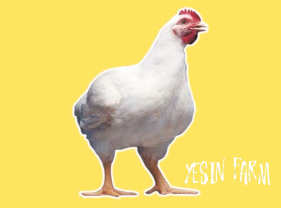 Бройлерные яйца инкубационные РОСС 308 — отличный бройлер