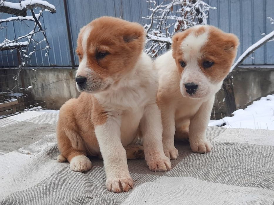 Щенки САО Алабай