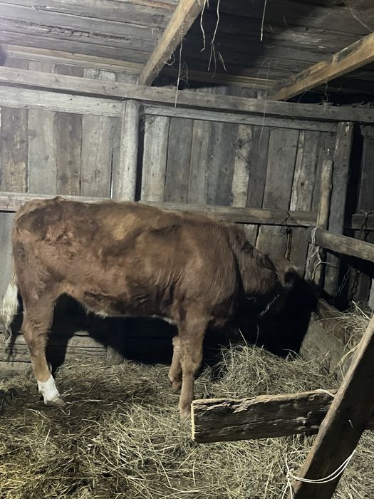 Телочка годовалая