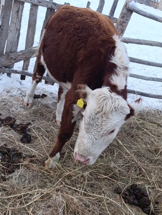 Соғым сатылады жас мал