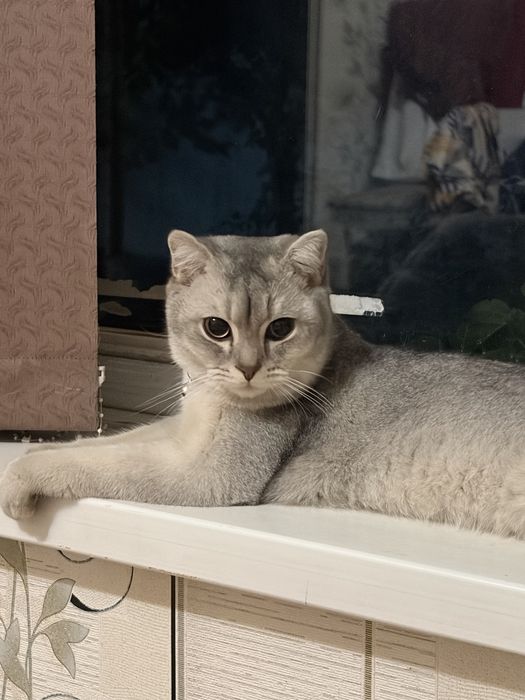 Британский короткошёрстний кот