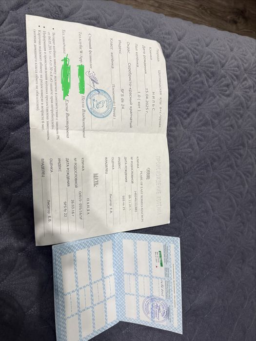 Шотландский кот (Scottish Straight)