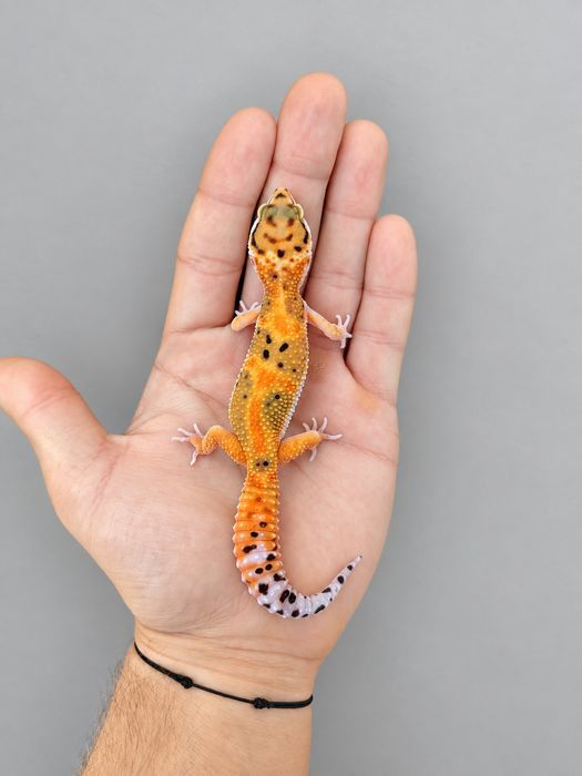 Șopârlă Gecko Leopard