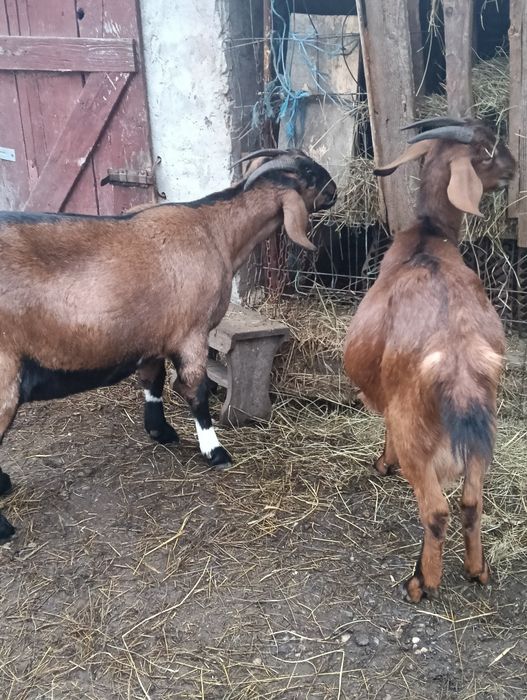 Capre metiș anglonubian -alpin francez