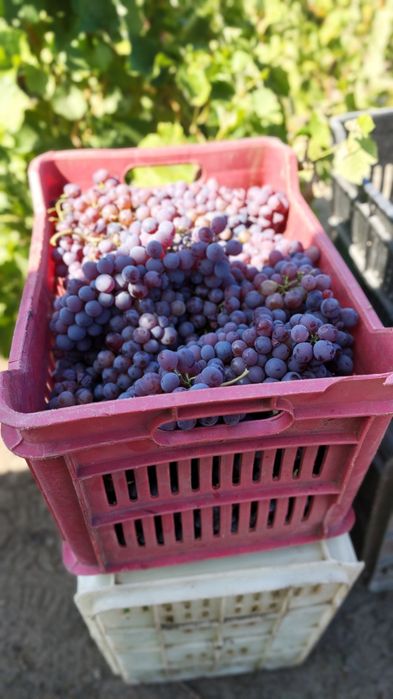 Продавам грозде Памид