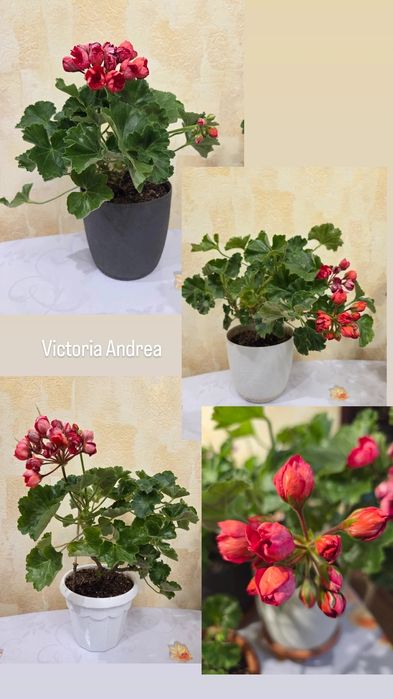 Тюльпановидные, розовидные и др. герани