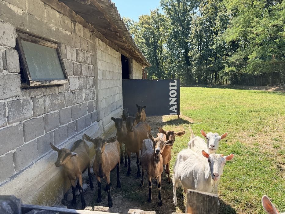 Vand 10 capre tinere 7 alpine si 3 zane
