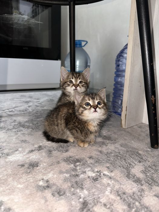 Отдам котят в добрые руки