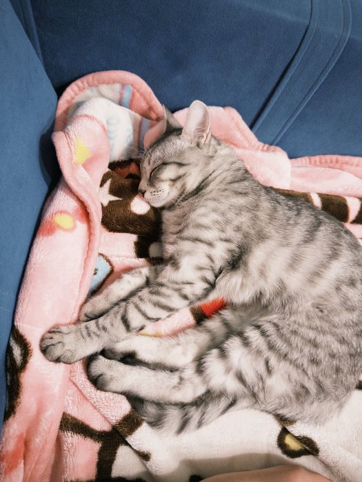 Котенок 4 месяца