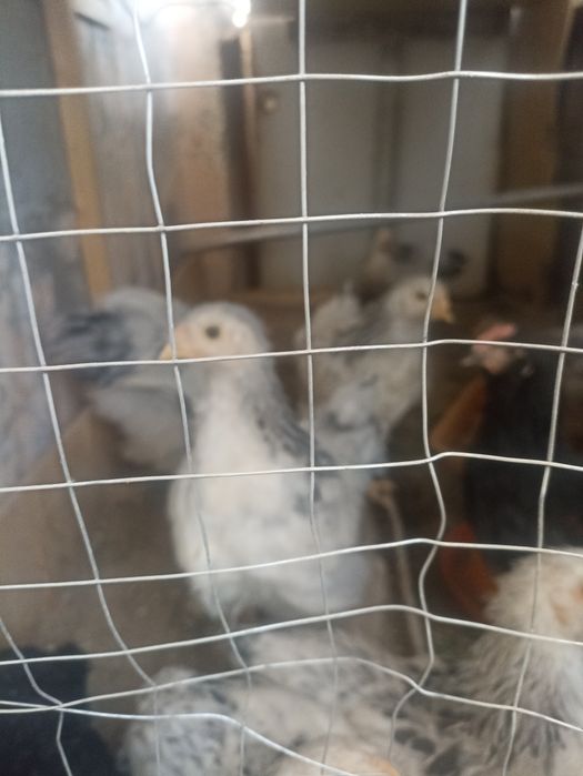 Продам цыплят гигант брамма