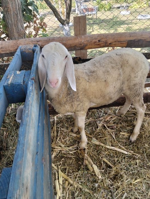 Vând mieluță și berbecuț bergamasca au peste 65 kg bucata