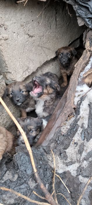 Отдам крепышов.Бесплатно.