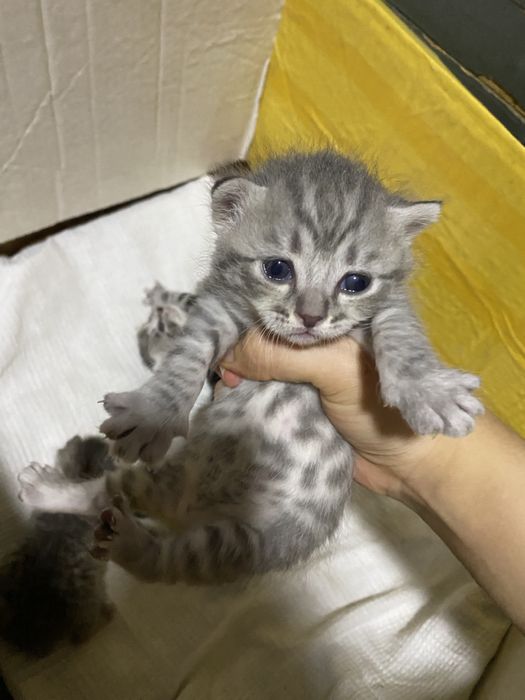 Lara Croft mushuk porno video