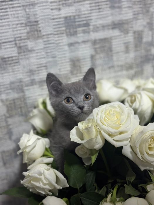 Британский короткошерстный котенок