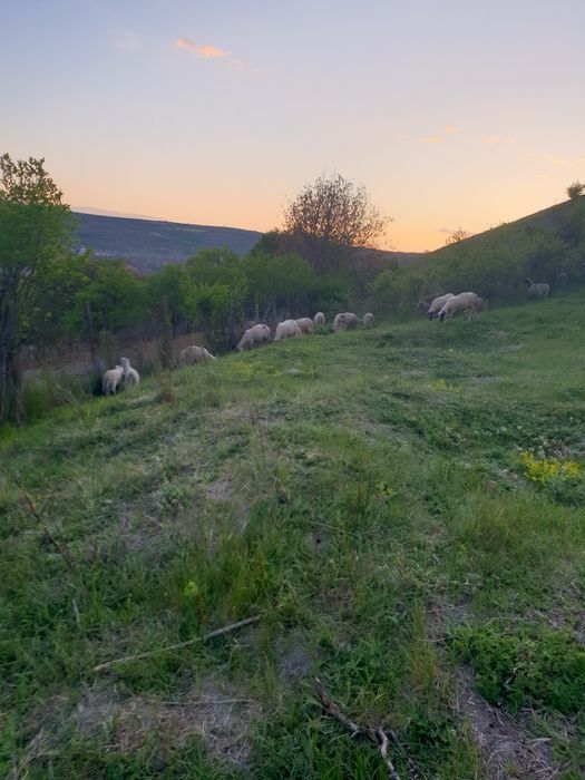 Meri  de vânzare detalii în  scris
