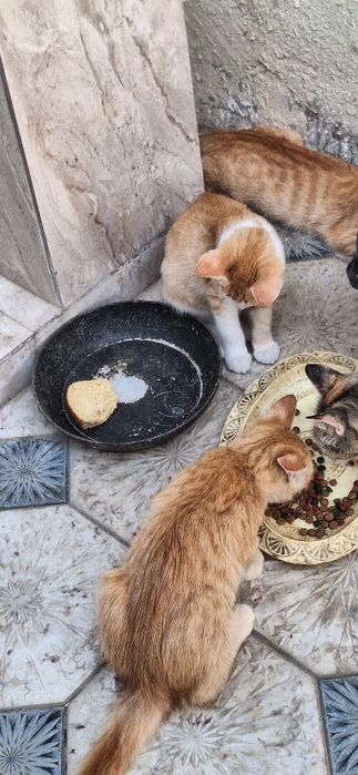 Кошка рыжая домашняя