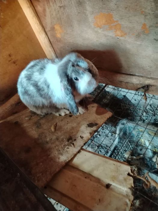 Quyon sotiladi srochna!