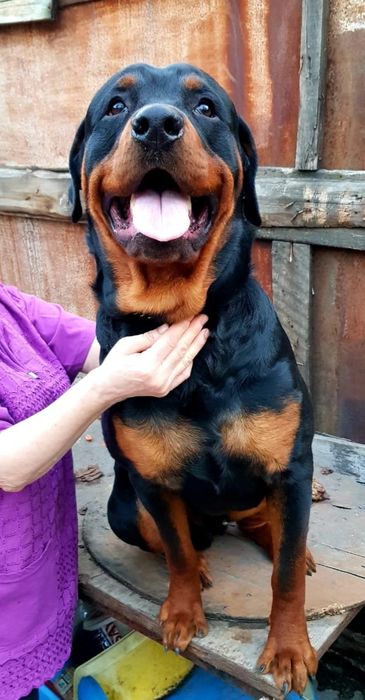 Щикарный ротвейлер ищет невесту.