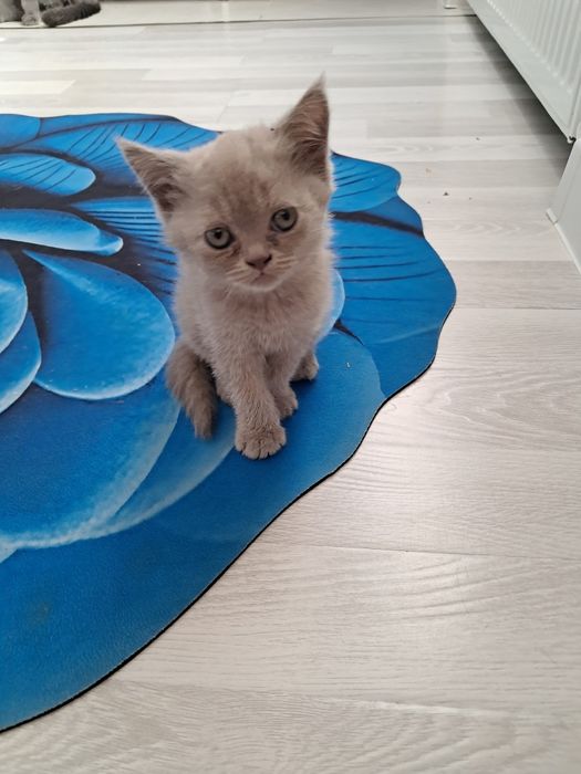 Продаются чистокровные котята правильной вязки. Страйты и фолды. Возра