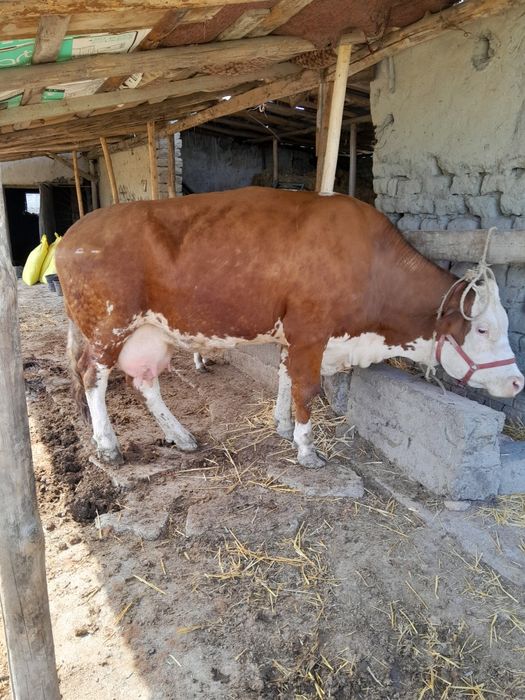 Семинтал сотилади