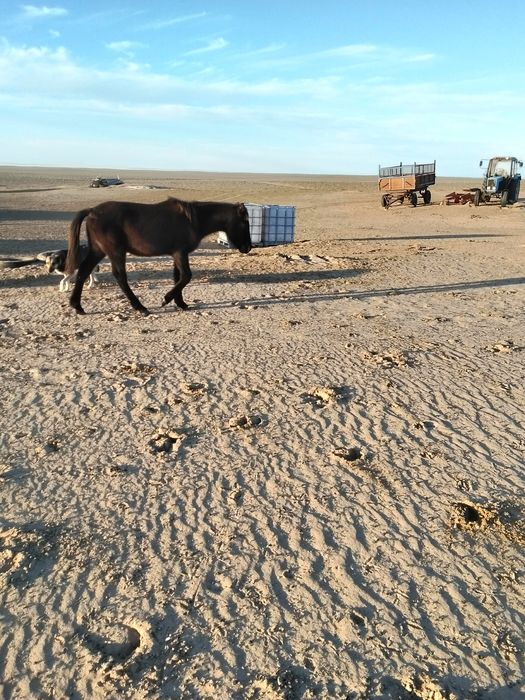 Жақсы Тайлар сатылады