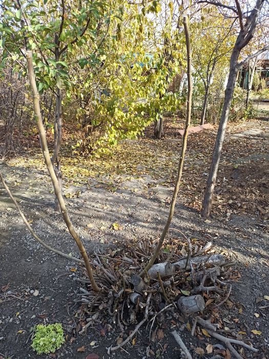 Инжир жеміс ағашы