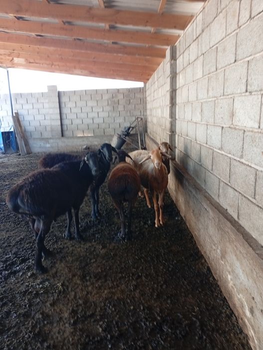 Қойлар сатыладыы