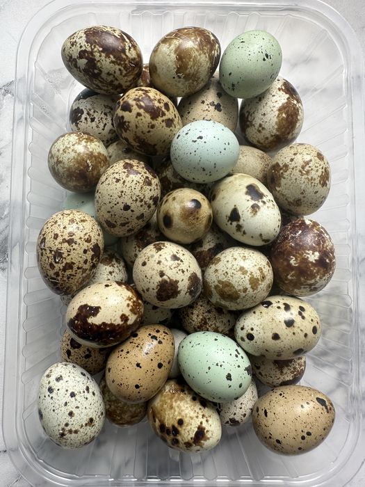 Инкубационные яйца перепелов