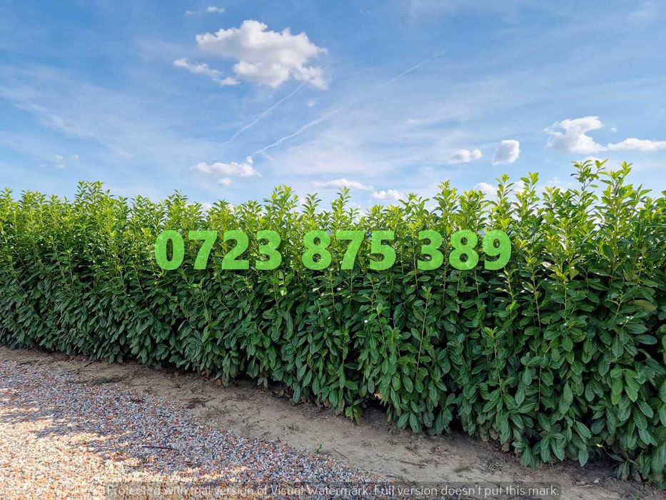 Plante Ornamentale de Calitate – Schimbare Estetică Instantanee