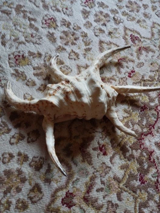 Продам Морскую ракушку