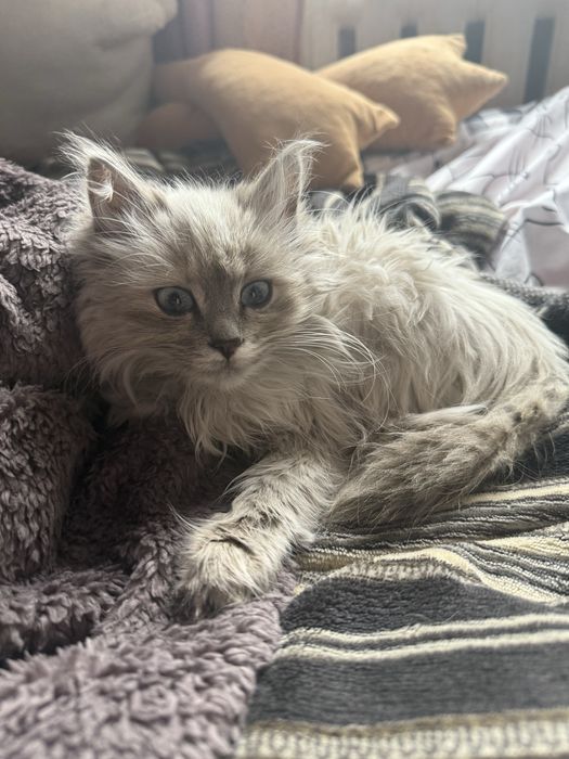 Котенок девочка