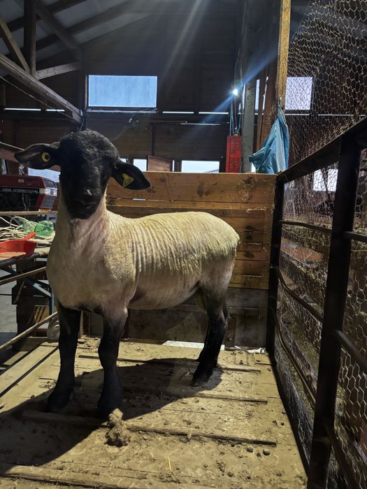 Berbecuti Suffolk pentru reproductie