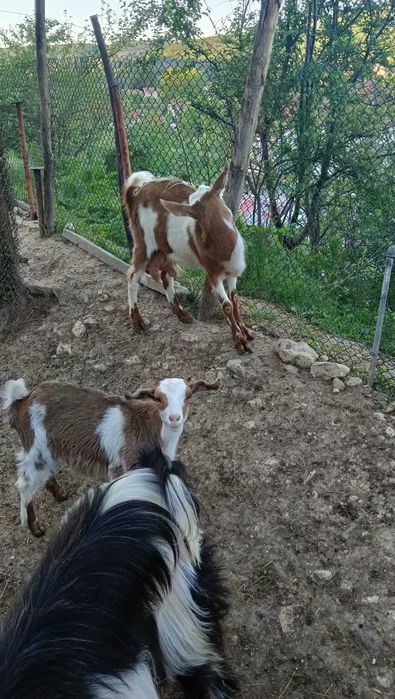 Продавам коза,яре и пръч...