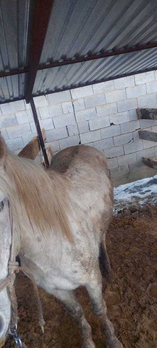 Лошади откормленные