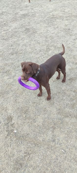 Лабрадор, мальчик