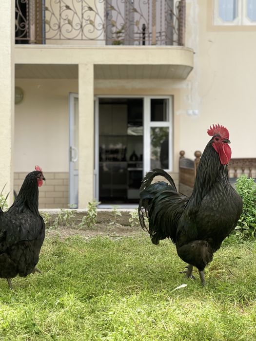 Australop tovuq tuxumlari 12000 so’m