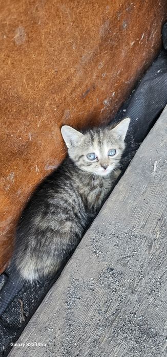 Отдам в добрые руки