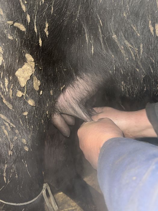 Bivolita fatata de 5 saptamani