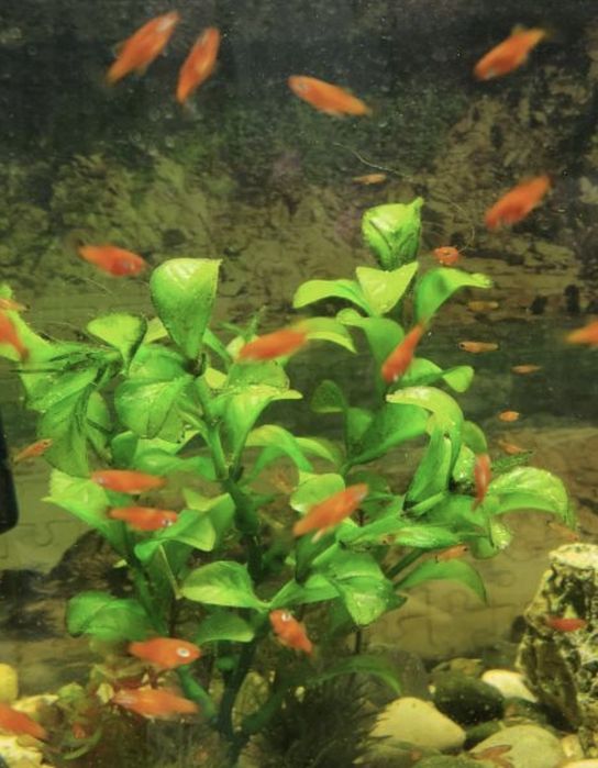 мальки меченосцы