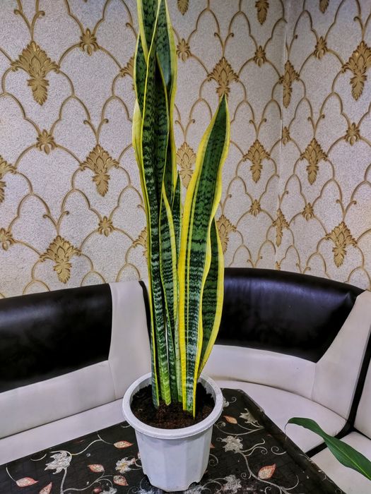 Растения / есть доставка