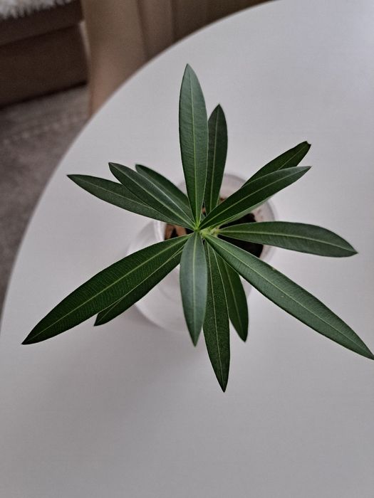 Продам отросток розового олеандра