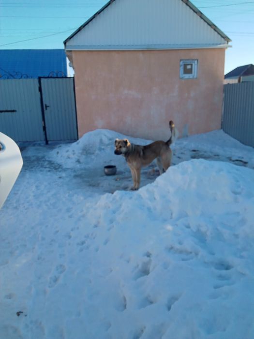 Продам кангал срочно